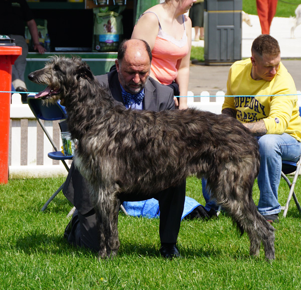 1st Postgraduate Dog